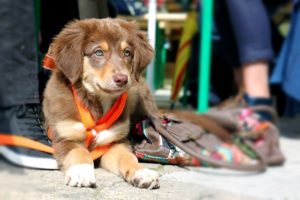 Welche Leine für den Hund